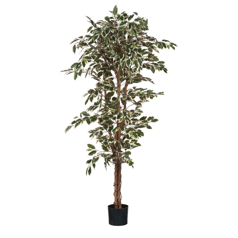 Ficus Kunstplant - H180 x Ø90 cm - Groen Bont