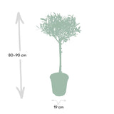 Olea op stam - Olijf