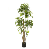 Kunstplant - Polyscias - 160 cm