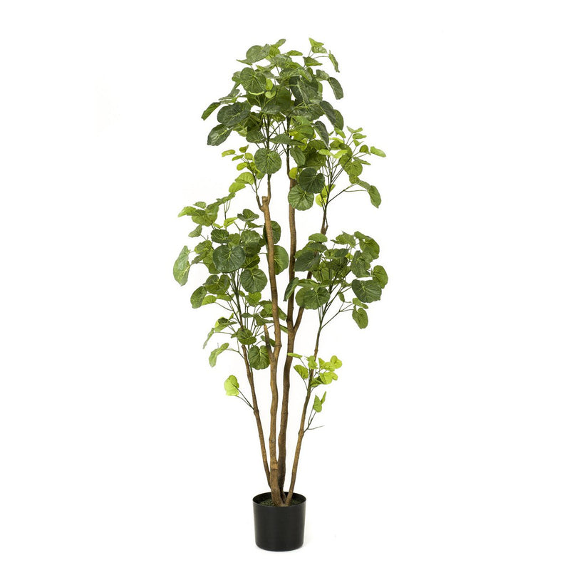 Kunstplant - Polyscias - 160 cm