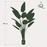 Kunstplant - Strelitzia Nicolai - 190 cm
