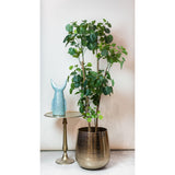 Kunstplant - Polyscias - 160 cm
