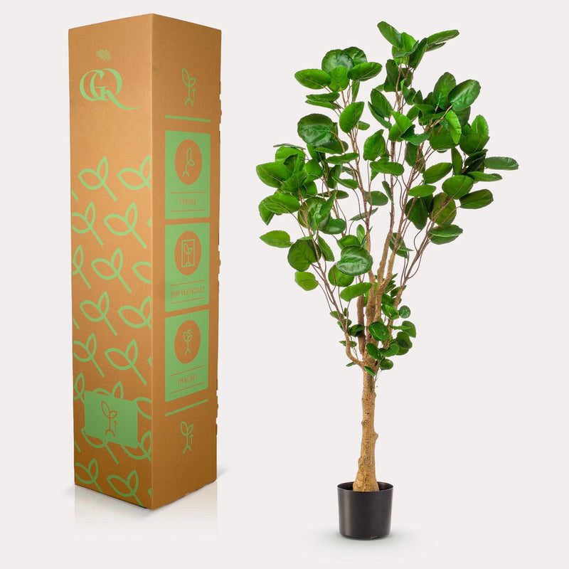 Kunstplant - Polyscias - 150 cm