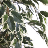 Kunstplant - Ficus