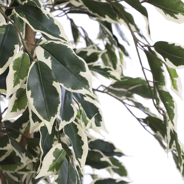 Kunstplant - Ficus
