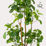 Kunstplant - Polyscias - 160 cm