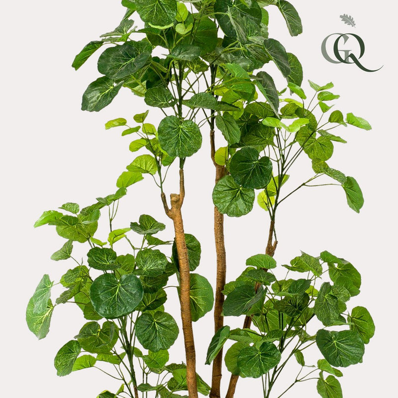 Kunstplant - Polyscias - 160 cm