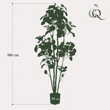 Kunstplant - Polyscias - 160 cm