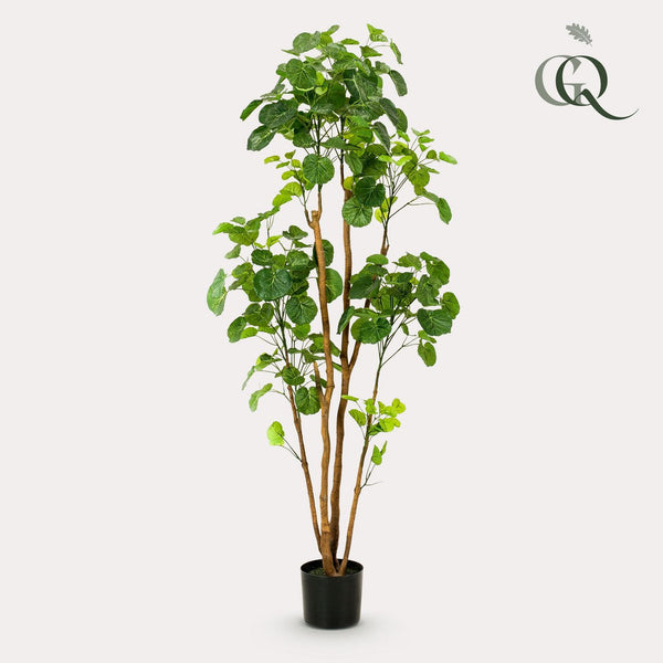 Kunstplant - Polyscias - 160 cm
