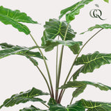 Kunstplant - Alocasia