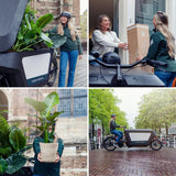 Olea op stam - Olijf