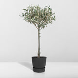 Olea op stam - Olijf