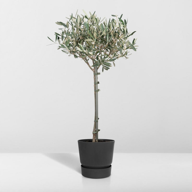 Olea op stam - Olijf