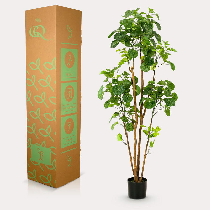 Kunstplant - Polyscias - 160 cm