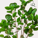 Kunstplant - Polyscias - 150 cm