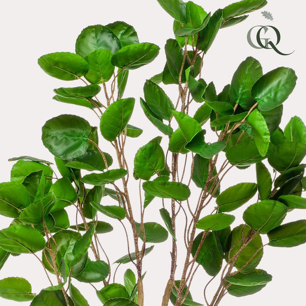 Kunstplant - Polyscias - 150 cm