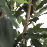 Kunstplant - Ficus