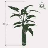 Kunstplant - Alocasia