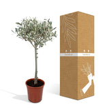Olea op stam - Olijf