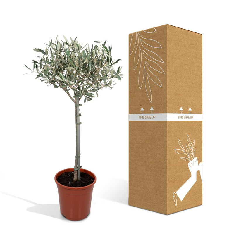 Olea op stam - Olijf
