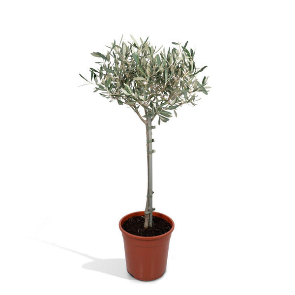 Olea op stam - Olijf