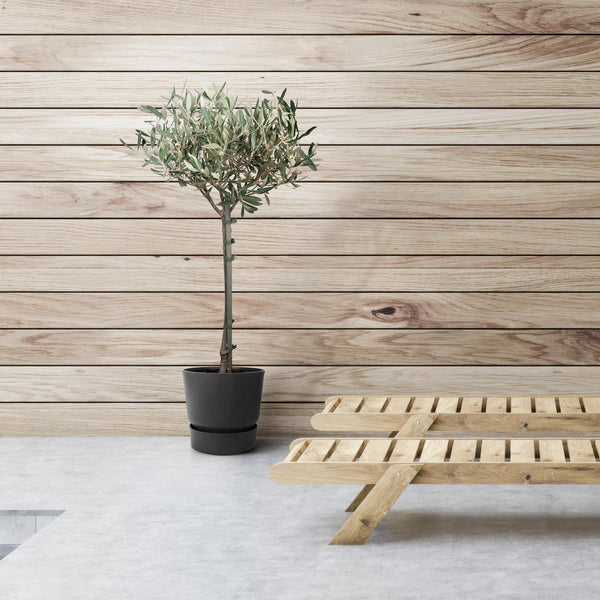 Olea op stam - Olijf