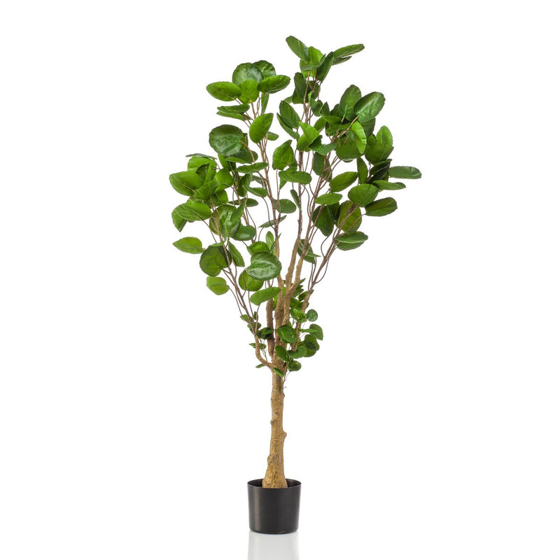 Kunstplant - Polyscias - 150 cm