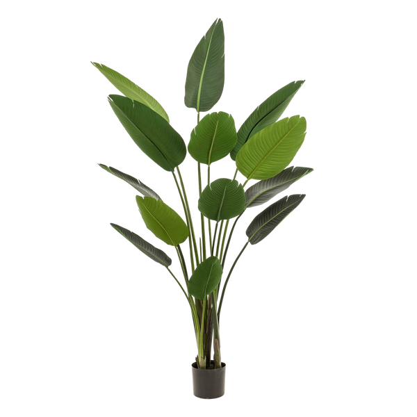 Kunstplant - Strelitzia Nicolai - 190 cm