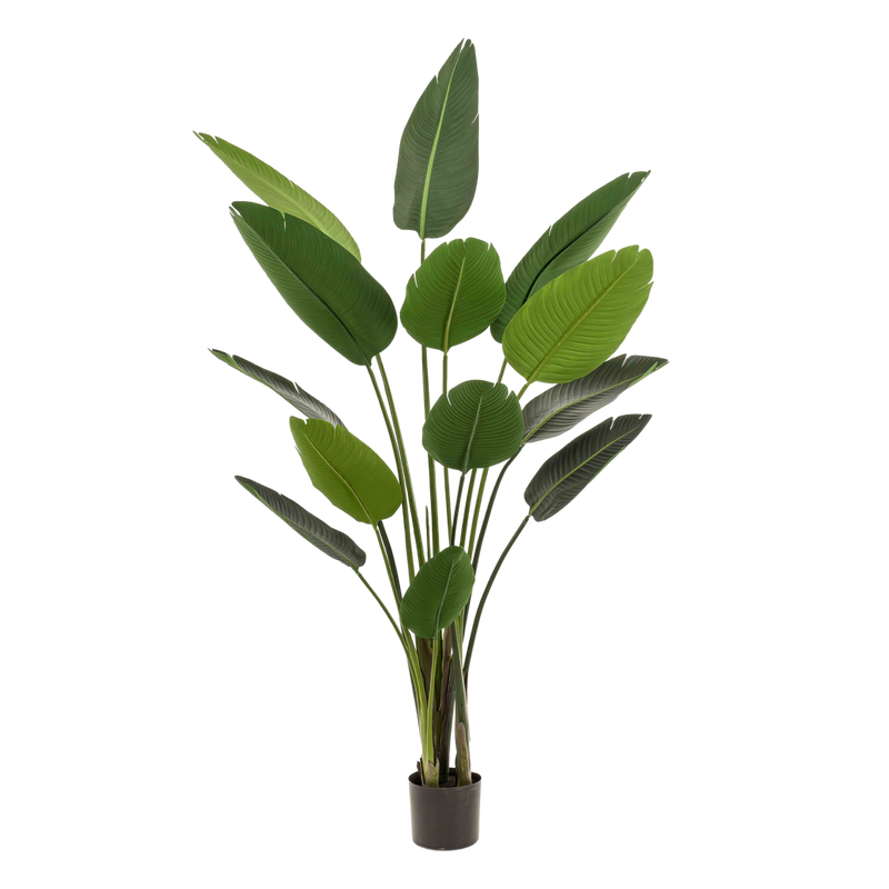 Kunstplant - Strelitzia Nicolai - 190 cm