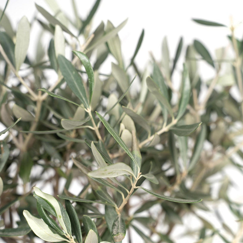 Olea op stam - Olijf