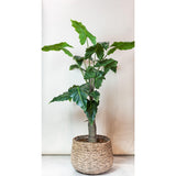Kunstplant - Alocasia