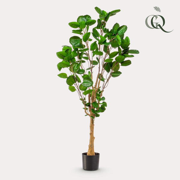 Kunstplant - Polyscias - 150 cm