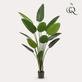 Kunstplant - Strelitzia Nicolai - 190 cm
